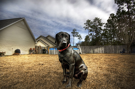 Noble Jake by Blake Lipthratt Noble Jake by Blake Lipthratt