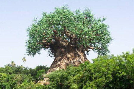 The Tree of Life at Disneys Animal Kingdom