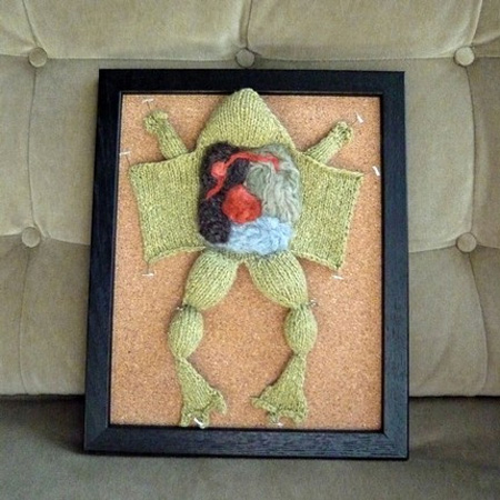 dissecting frog. Knitted Frog Dissection