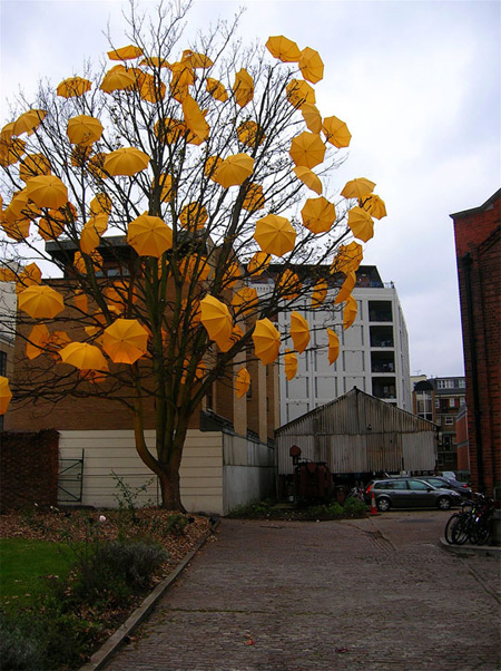 Yellow Umbrella Tree