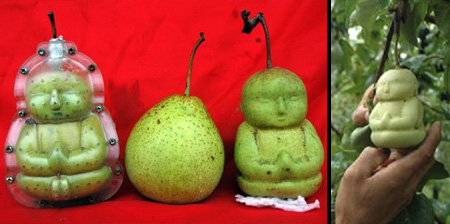 Buddha Shaped Pears from China