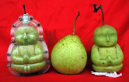 Farmer Grows Buddha Shaped Pears