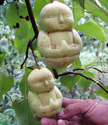 Pears Shaped Like Buddha