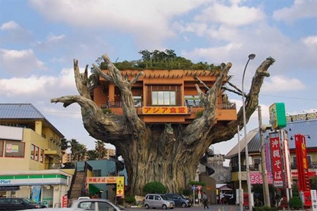 Окинава-Дерево, Дом, Ресторан