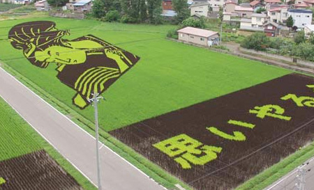 Widziane z lotu ptaka obrazy na polach ryżowych