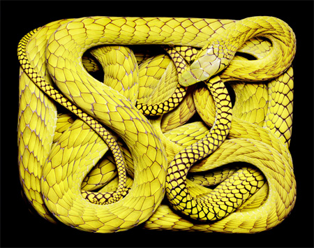 [Image: snakes03.jpg]