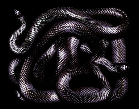 [Image: snakes15.jpg]
