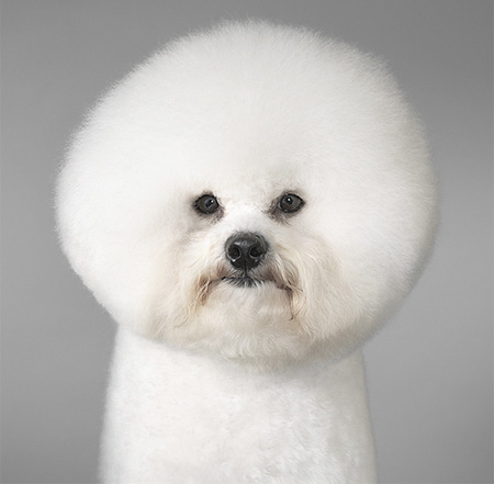 Cute Puppies Pictures on To See These Images In Print Form  Purchase Tim Flach   S Dogs Book