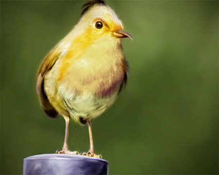 Yellow Bird