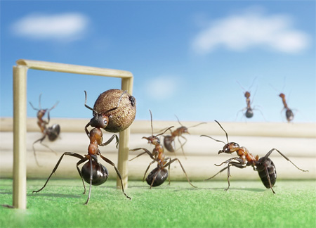 Ants Play