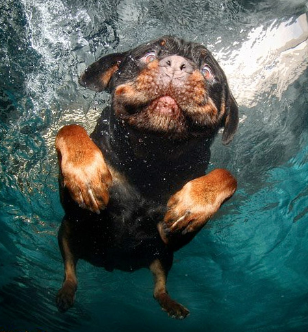 underwaterdog07.jpg