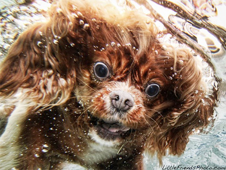 Seth Casteel Underwater Dog Photography