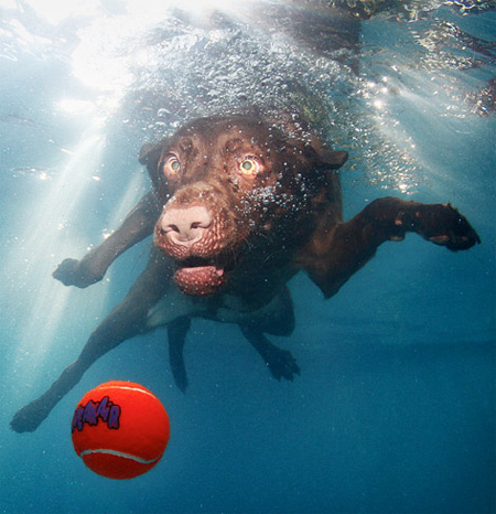 Diving Dogs by Seth Casteel