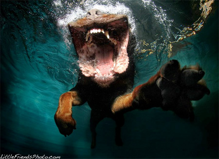 Swimming Dogs by Seth Casteel