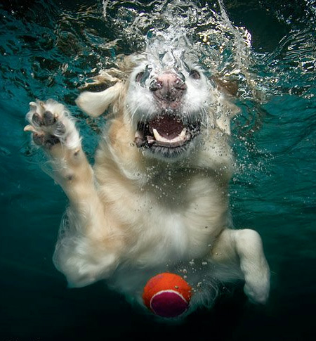 Underwater Dogs Pictures