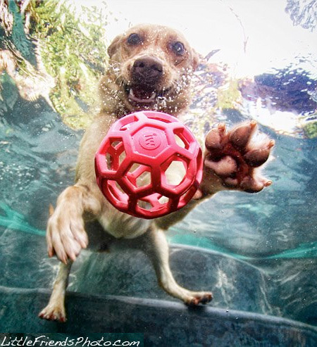 Diving Dogs Photos