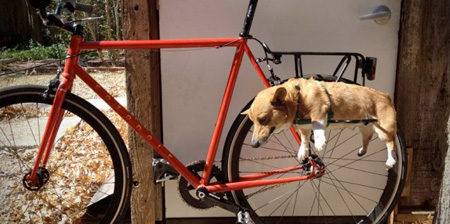 dog bike holder