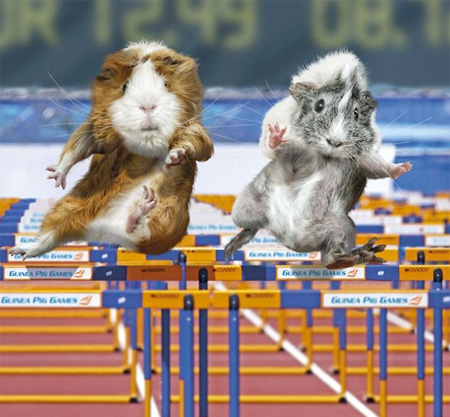 Guinea Pig Olympics