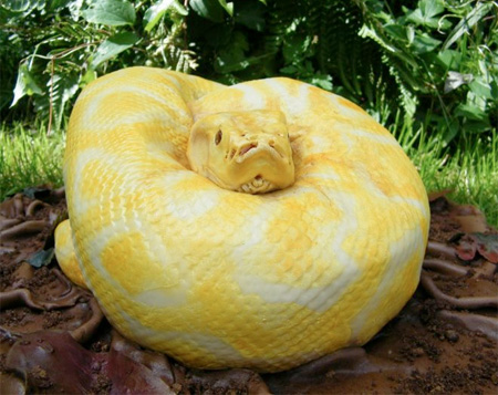 Realistic Snake Cake by North Star Cakes