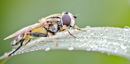 Water Droplets on Insects