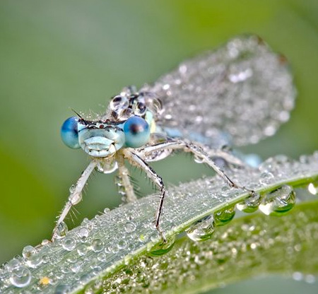 Insects Covered in Water