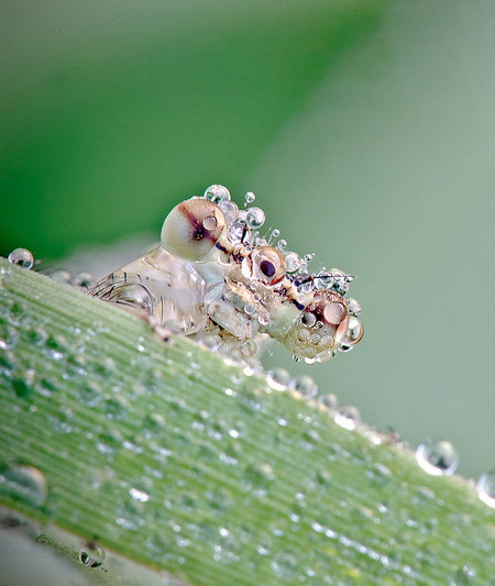 Insects Covered with Water Drops