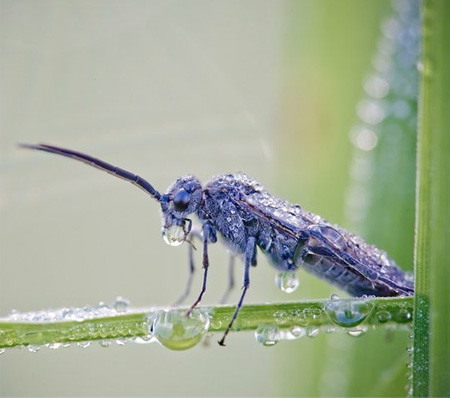 Insects Covered with Water Droplets