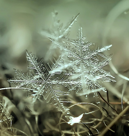 Snowflakes Photography