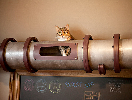 Tube for Cats