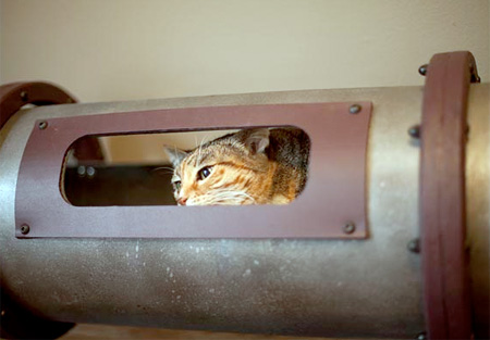 Indoor Cat Tunnel
