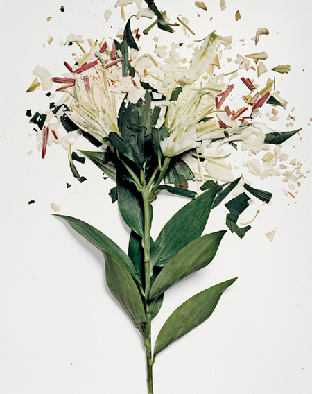 Smashed Flowers by Jon Shireman
