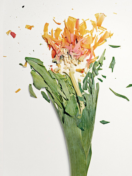 Flowers by Jon Shireman