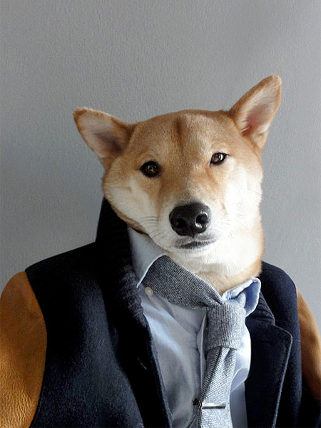 Dog in Clothing
