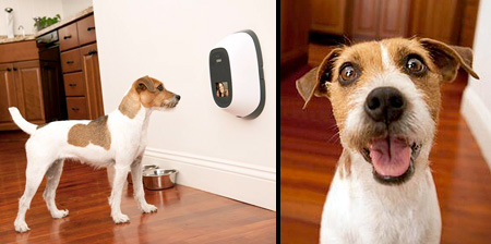 Video Phone for Cats and Dogs