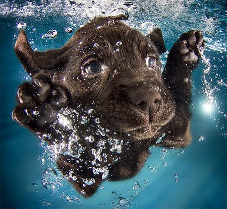 Swimming Doggies
