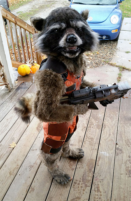 Homemade Raccoon Costume