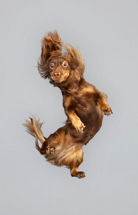 Leaping Dog