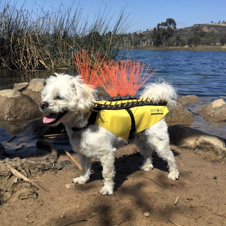 anti coyote vest for small dogs