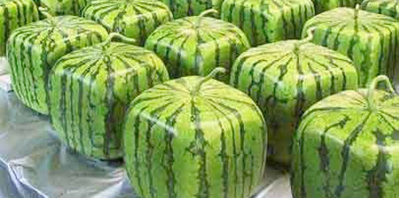 Square Watermelons