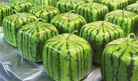 Square Watermelons from Japan