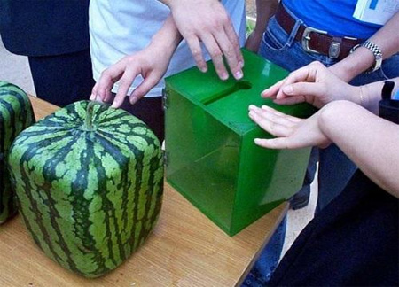 Square Watermelons from Japan 2