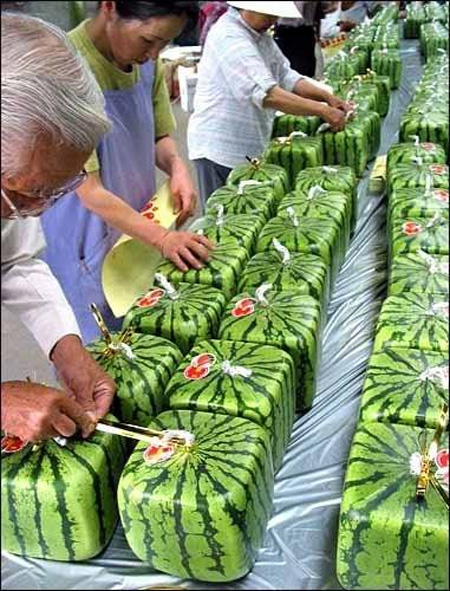 Square Watermelons from Japan 3