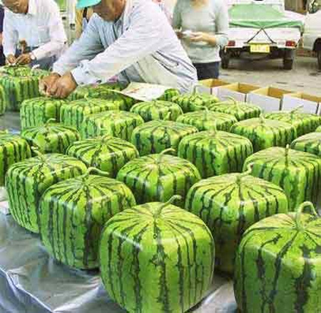 Square Watermelons from Japan 4