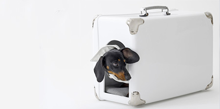 Portable Dog House