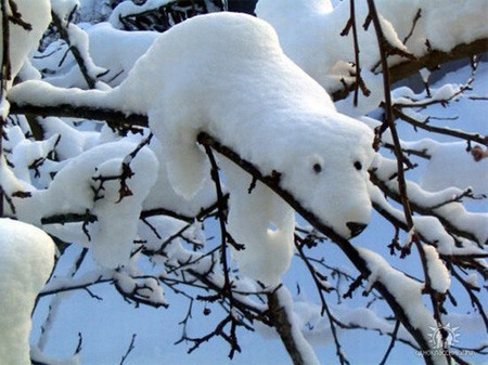 Snow Polar Bear