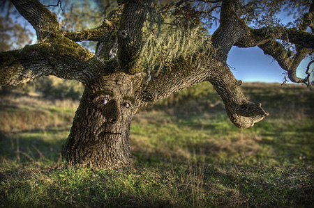 Father Tree by Josh Sommers