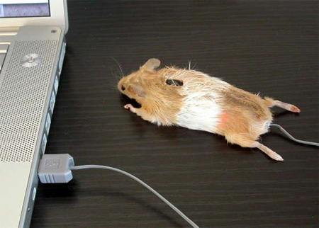 Real Mouse Computer Mouse
