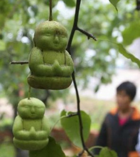 Pears Shaped Like Baby Buddha