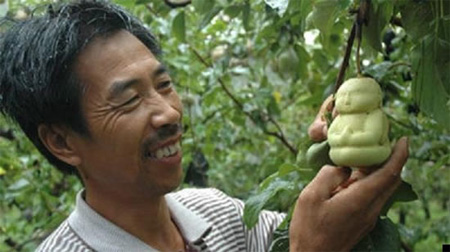 Buddha Pears