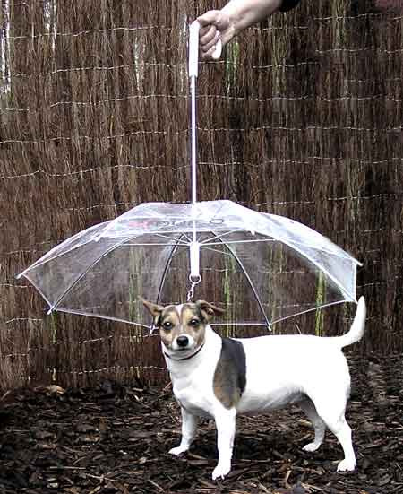 Pet Umbrella